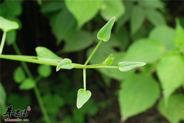 茜草治疗疾病的偏方和功效