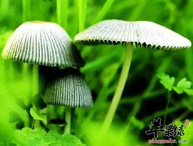 介绍几种常见的野生菌