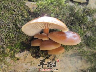 野生菌的食用注意事项有哪些