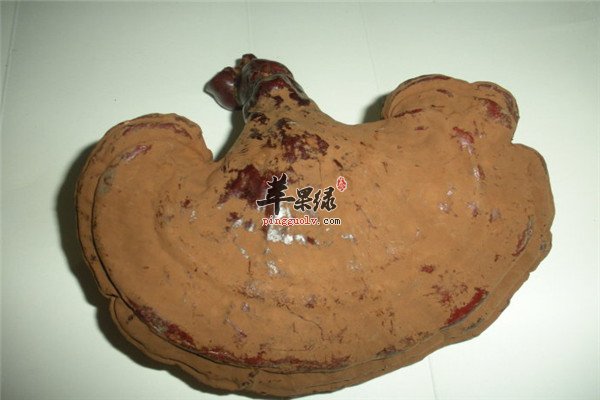 灵芝孢子粉4.jpg