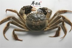 煮螃蟹的步骤以及食