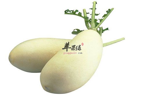白萝卜1.jpg