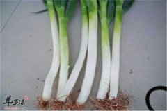 葱白能治感冒鼻塞和