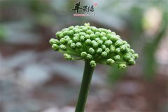 三七花的保健功效和养生作用