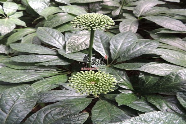 三七花0.jpg