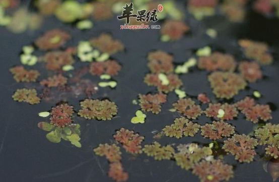 苹果绿 中药大全 功效与作用4,治风瘫, 麻风癞:满江红, 苍耳草各二两.