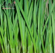 青蒜的食用禁忌与注