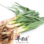 教你在家种植青蒜 食
