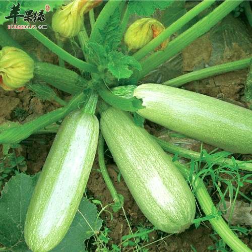 菜瓜的功用及制做技巧介绍