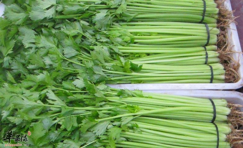 什么食物不能和芹菜一起食用