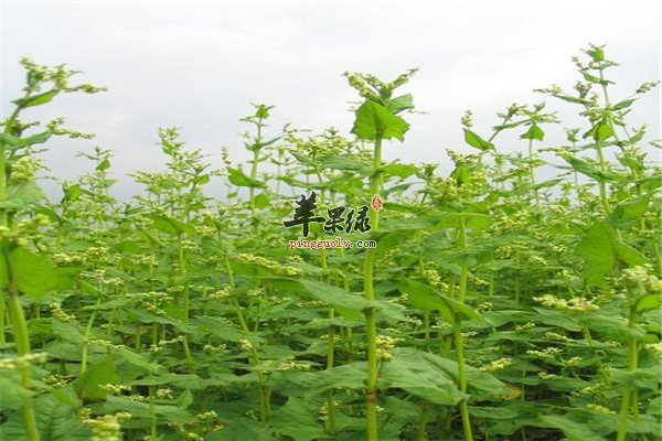苦荞麦2.jpg