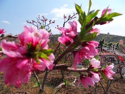 关于地桃花的选方有哪些呢