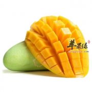 青芒果的保存和催熟