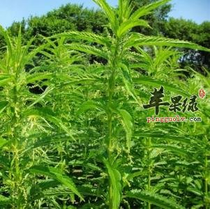 狭叶荨麻的功效用法以及选方