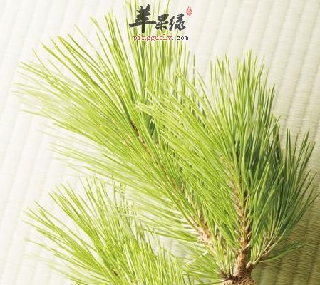 苹果绿 中药大全 功效与作用