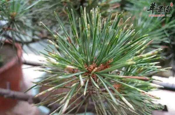 松针能够帮助治疗脱发 这样吃更有效