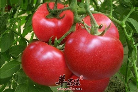 夏季容易胃口不好 试试吃这些食物