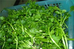 西洋菜的营养分析和