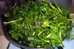 西洋菜也能治病 药用