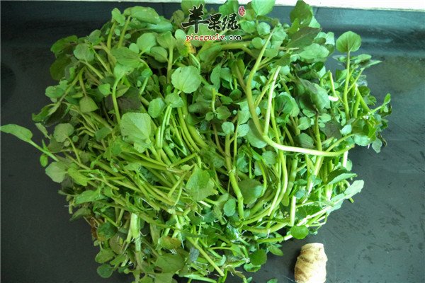 西洋菜4.jpg