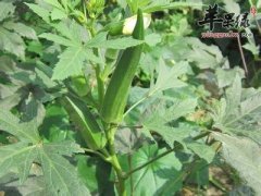 怎么选购黄秋葵 告诉