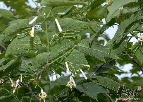 八角枫的药方及用法禁忌介绍