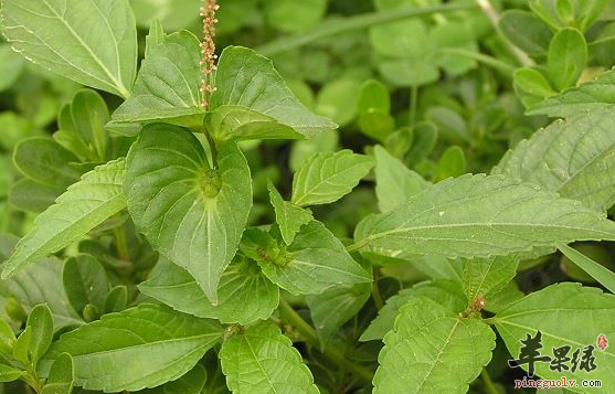 蘋果綠 中藥大全 功效與作用鐵莧菜是非常獨特的,不僅外觀比較吸引人