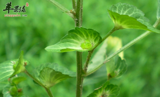 關於鐵莧菜的食療用途講解