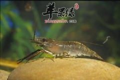 虾不能和哪些食物搭