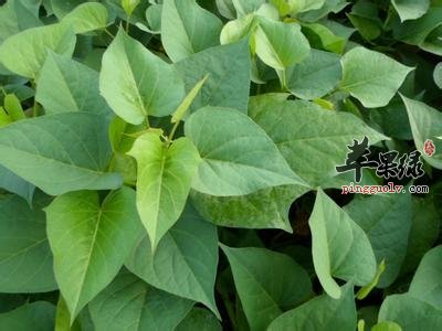 介绍一下地瓜叶的药用价值