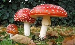 如何挑选优质的蘑菇