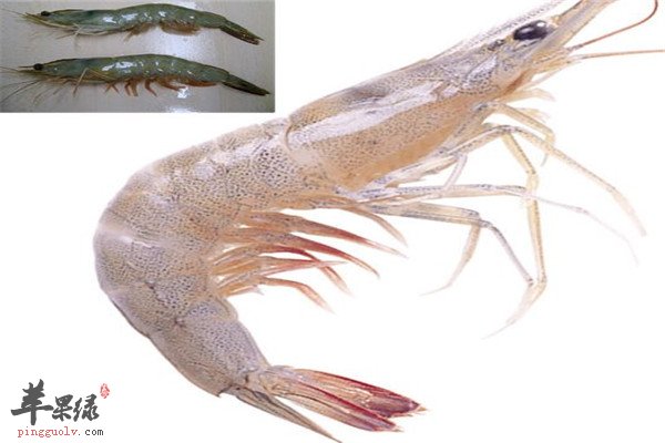 白虾的宜忌人群以及食用禁忌
