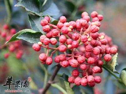 花椒可以治疗痛经 泡脚好处更多
