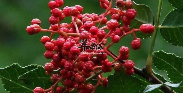 花椒可以治疗痛经 泡脚好处更多