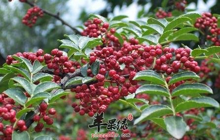 花椒可以治疗痛经 泡脚好处更多