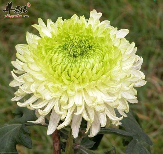 鲜菊花功效丰富 孕妇可以吃鲜菊花吗