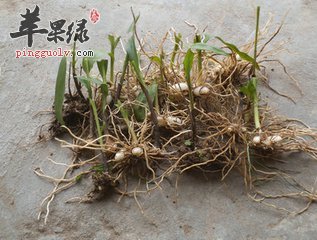 白芨的治病疗方有哪些