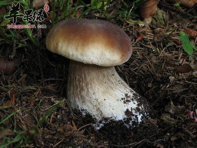 牛肝菌不能和什么一起食用