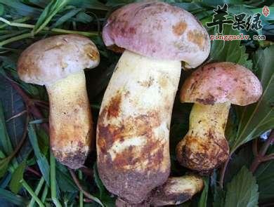 牛肝菌不能和什么一起食用