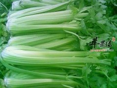 芹菜的药用价值有哪