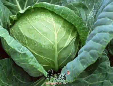 圆白菜的药用价值