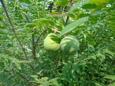 文冠果的选购和保存的方法