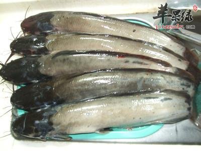 蘋果綠 食材大全 營養價值除鬍子鰱的魚子有雜味不宜食用以外,全身是