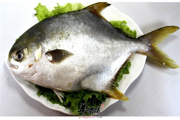 鲳鱼的营养价值图片