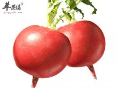 红萝卜可以治疗痛风