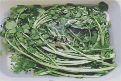 西洋菜的药用作用能