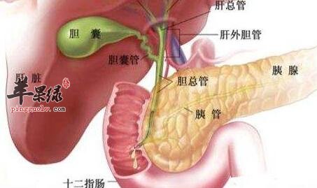 利胆的食物有哪些