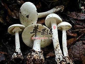 野生菌子的注意事项 食用时小心这些