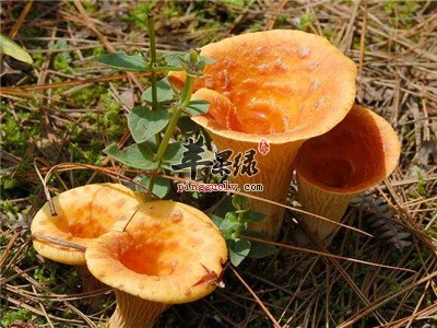 野生菌子的营养价值 丰富营养别错过