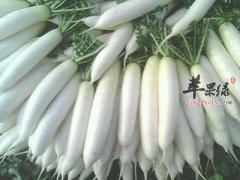 白萝卜的适宜搭配 这